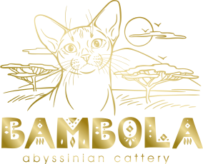 Питомник абиссинских кошек BAMBOLA